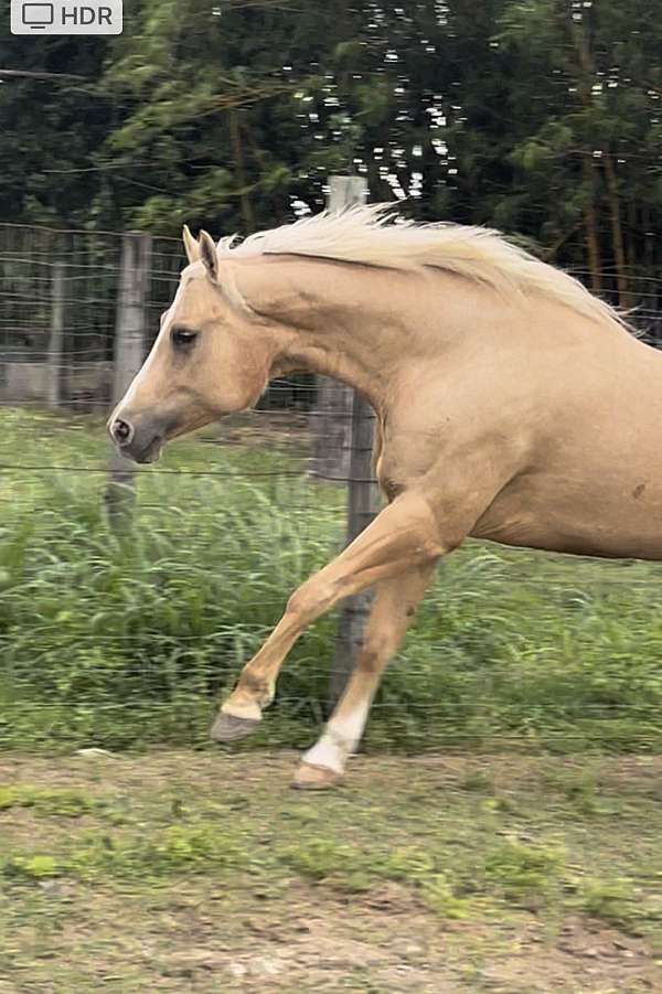 quarter-horse