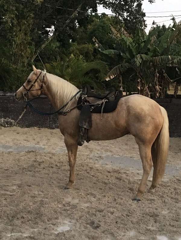 palomino-performance-trail-horse