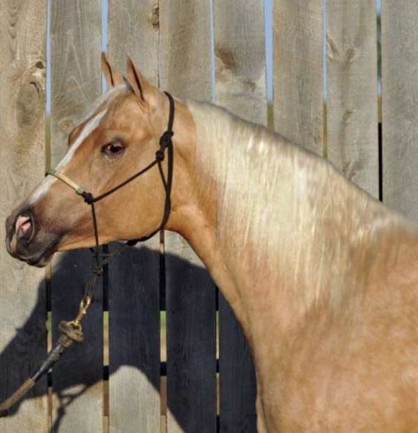 performance-trail-horse