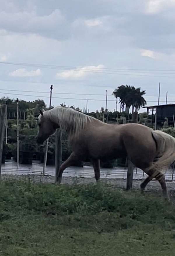 performance-trail-palomino-horse