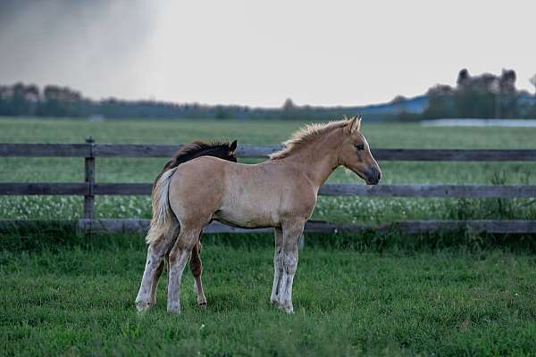 dun-factor-irish-draught-horse