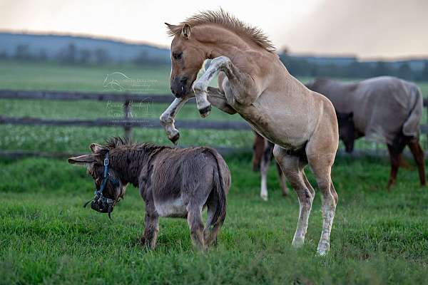ranch-work-irish-draught-horse