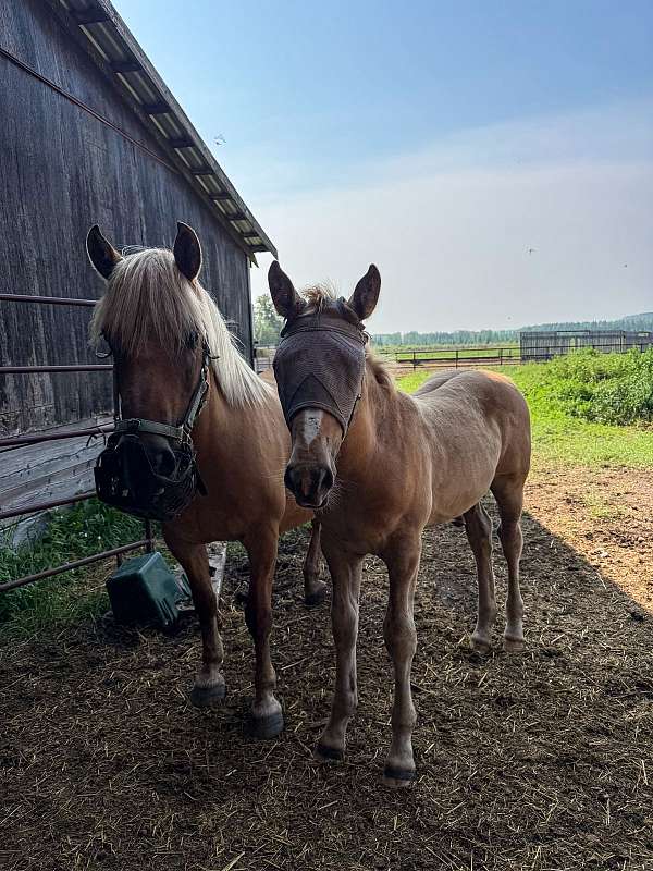 ranch-irish-draught-horse