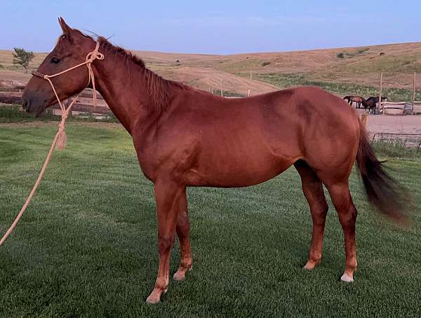 all-around-quarter-horse