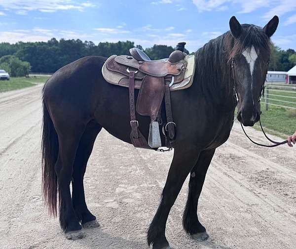 all-around-percheron-horse