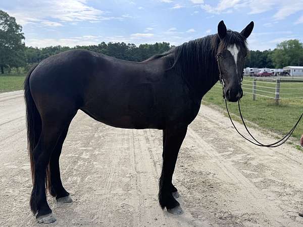english-pleasure-percheron-horse