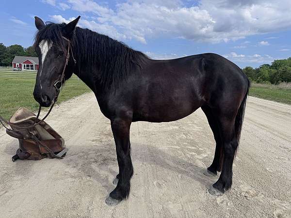 draft-percheron-horse