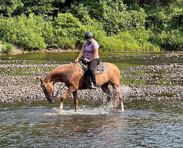 near-fore-stocking-horse