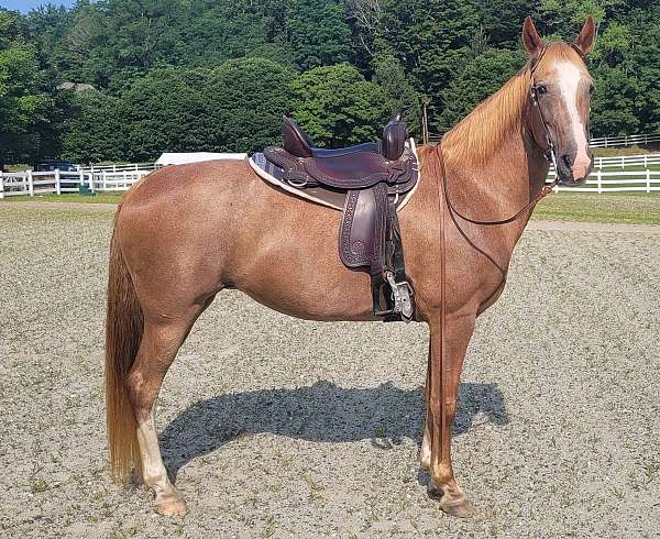 red-roan-hind-stockings-horse