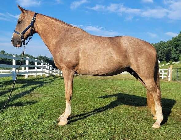 red-roan-near-fore-stocking-horse