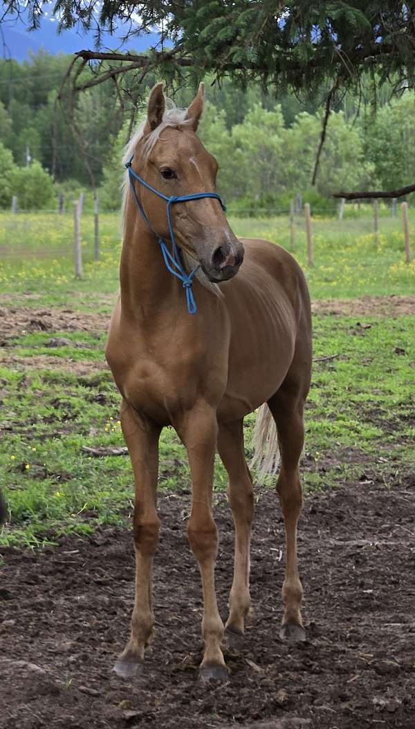thoroughbred-colt