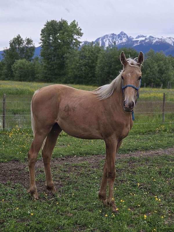 thoroughbred-horse-for-sale