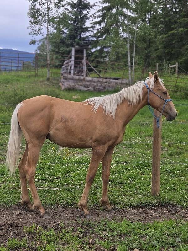 thoroughbred-horse