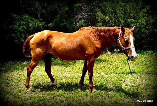 western-pleasure-prospect-quarter-horse