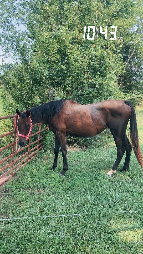 barrel-experienced-thoroughbred-horse