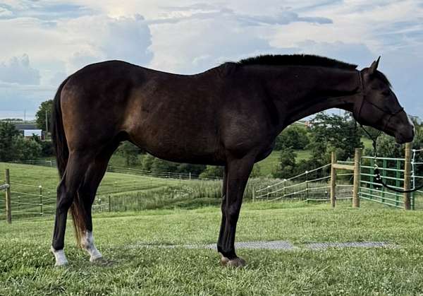thoroughbred-gelding