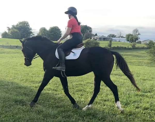 thoroughbred-horse-for-sale