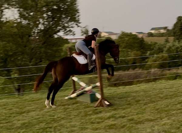thoroughbred-horse