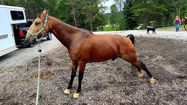 blaze-socks-horse