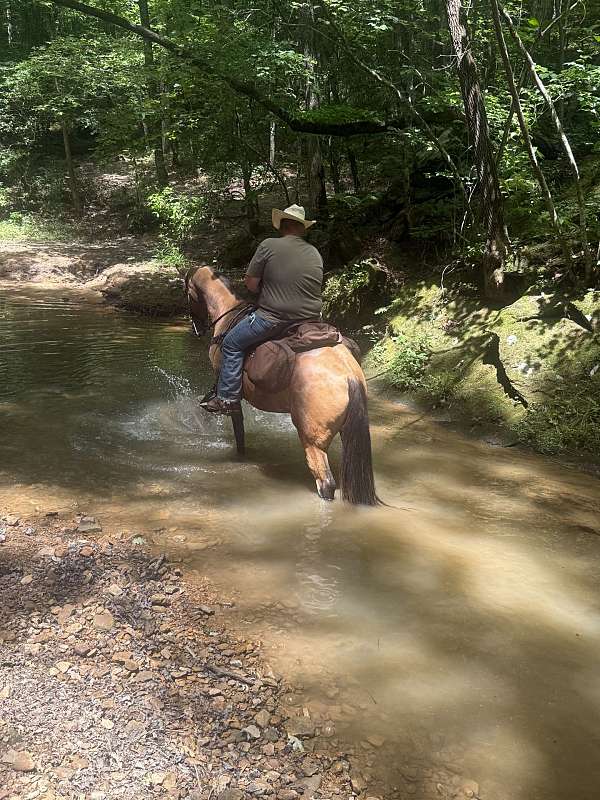buckskin-blaze-socks-horse