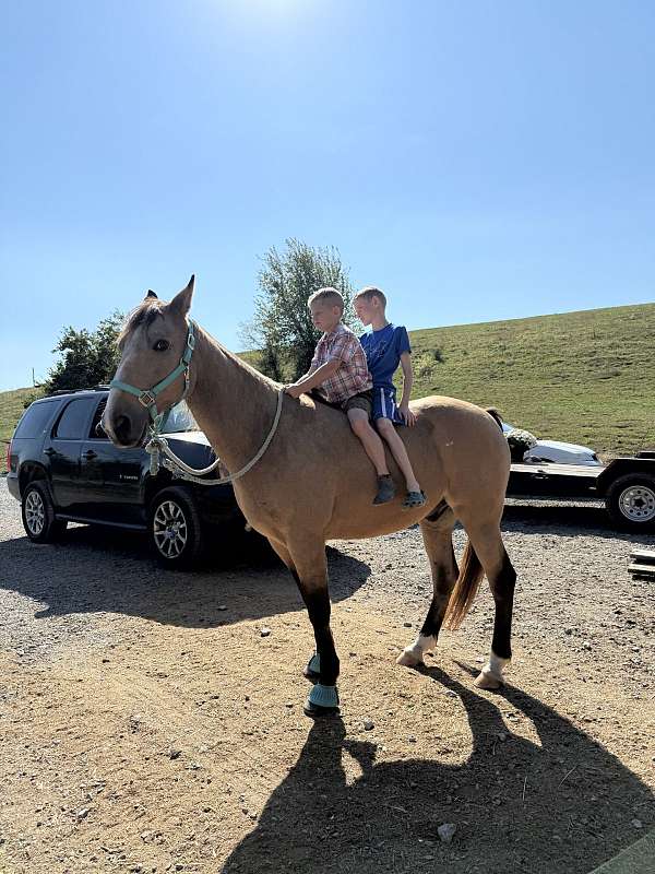 twh-tennessee-walking-horse