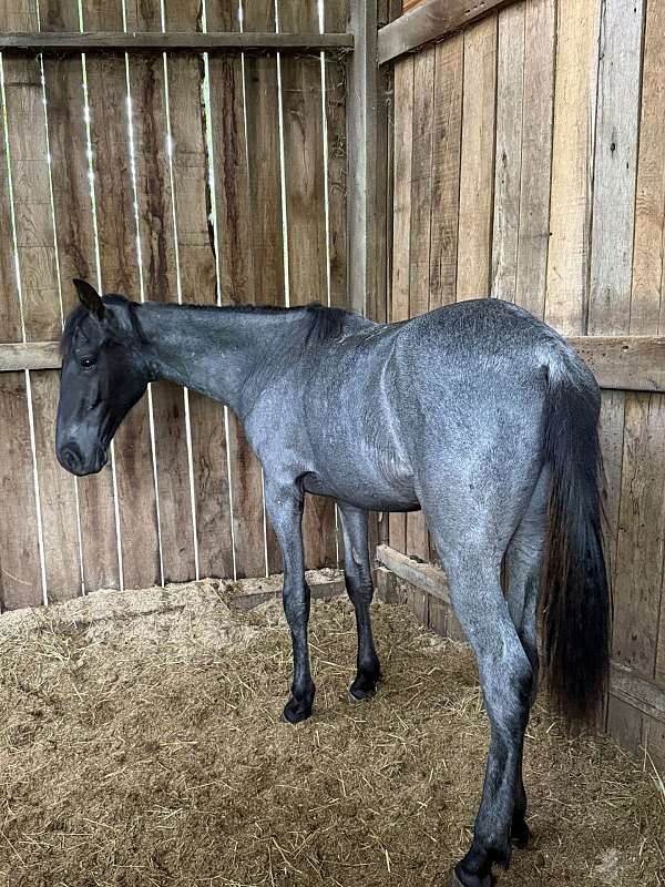 colt-blue-roan-tennessee-walking-horse