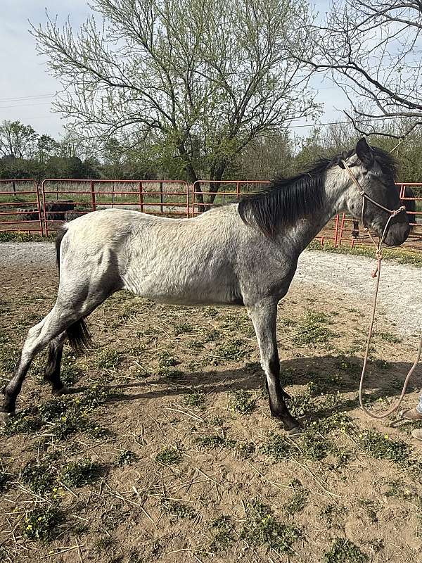 colt-blue-roan-horse