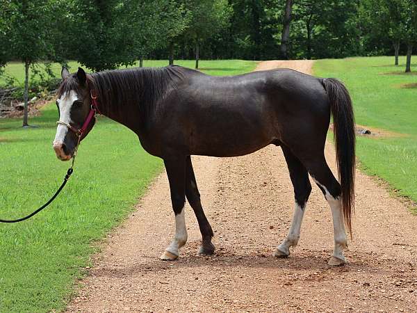 quarter-pony-gelding