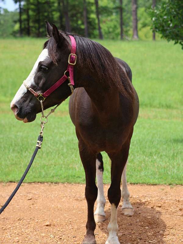 quarter-pony-for-sale
