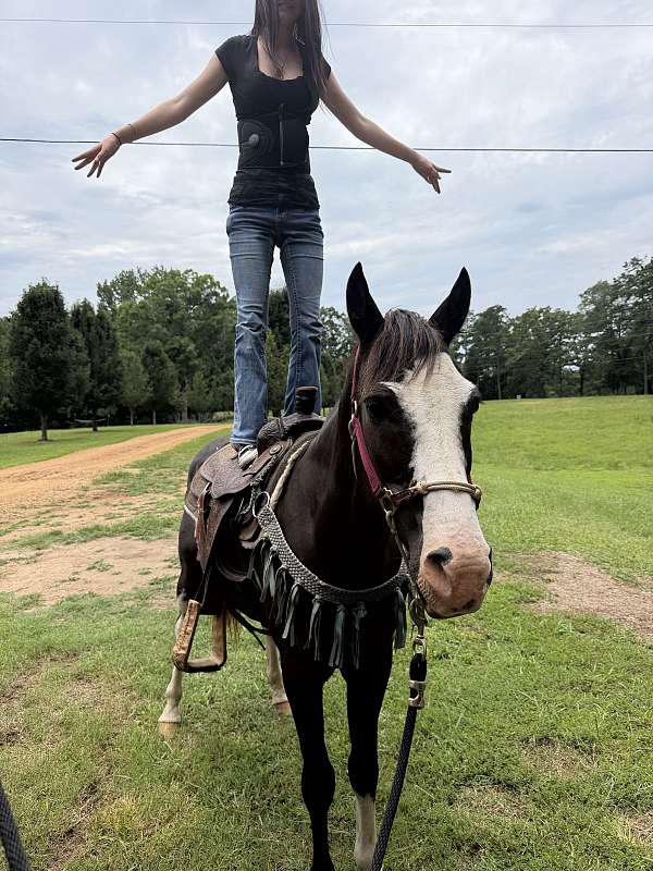 quarter-pony