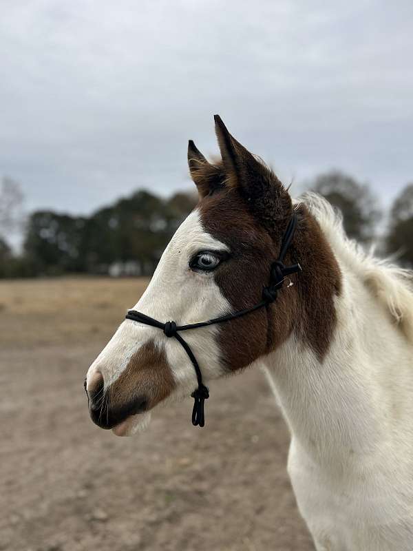 tovero-yearling