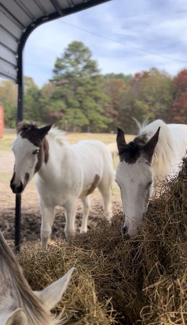 tovero-paint-yearling