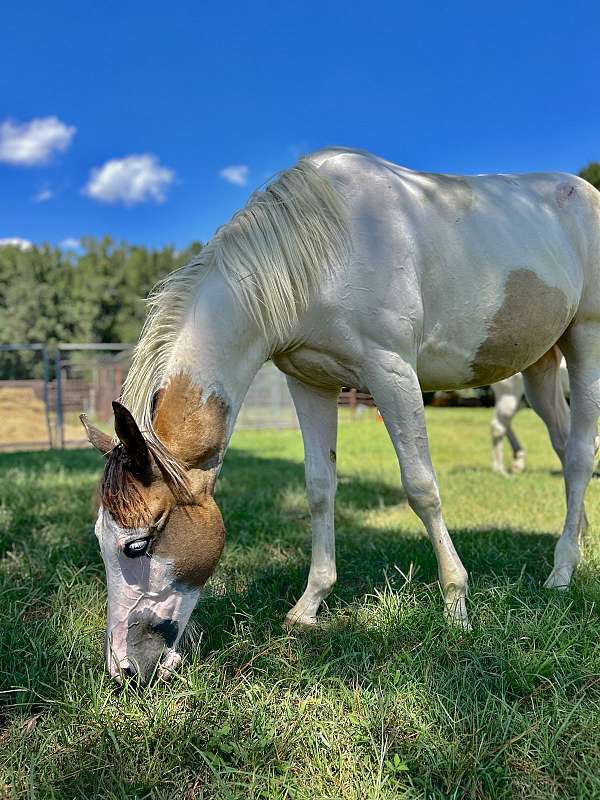 tovero-yearling-for-sale