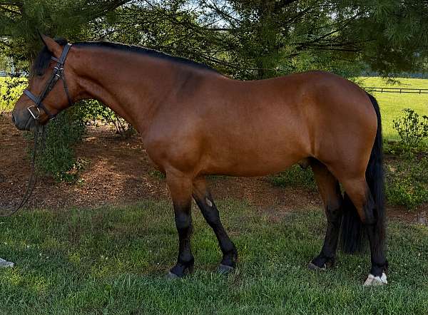 companion-morgan-percheron-horse