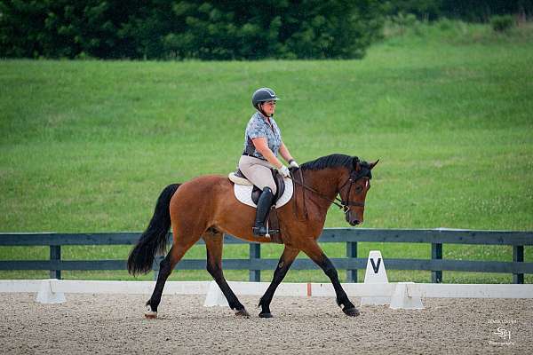 dressage-morgan-percheron-horse