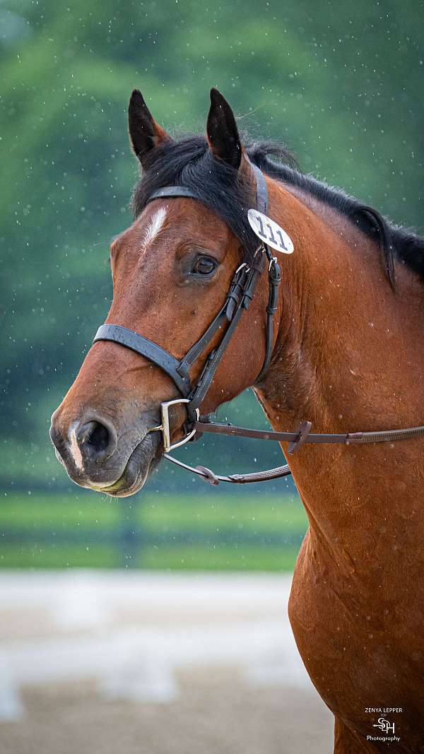 performance-morgan-percheron-horse