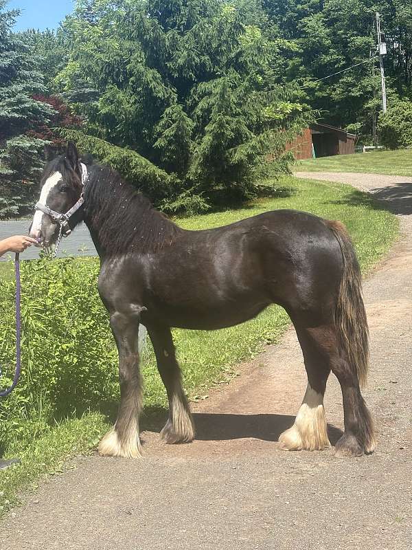 motivated-gypsy-vanner-horse