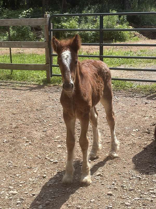 first-time-gypsy-vanner-horse