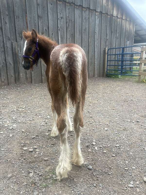payments-available-gypsy-vanner-horse