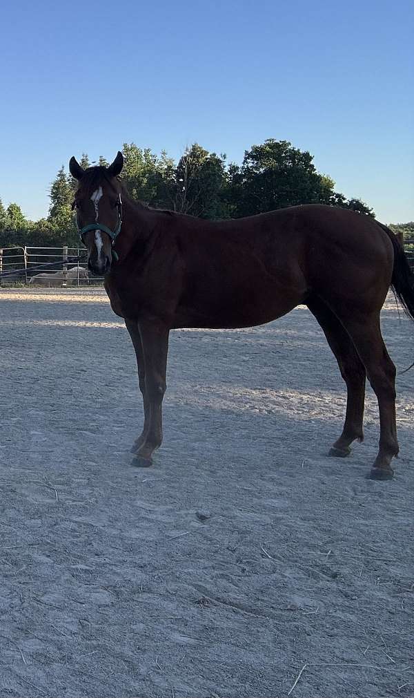 appendix-gelding