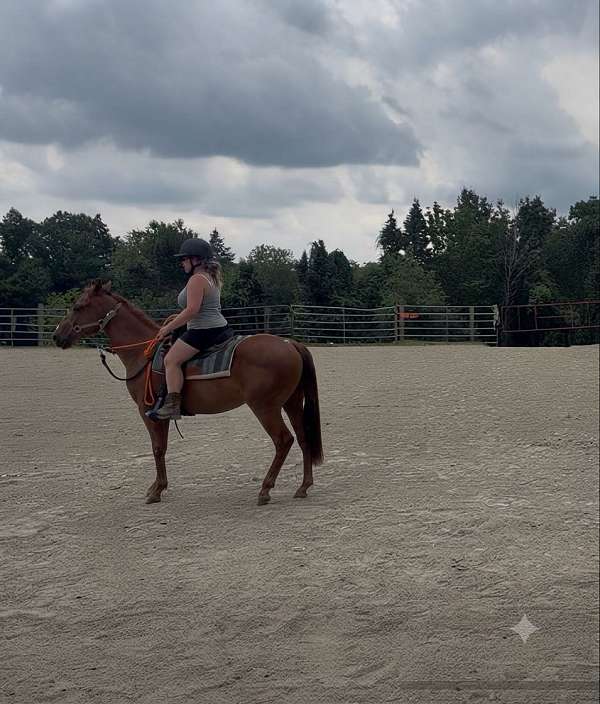appendix-horse-for-sale