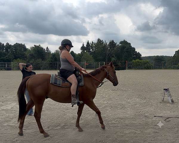 appendix-horse