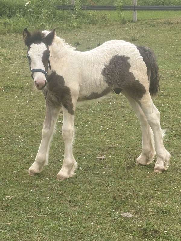 health-certificate-colt