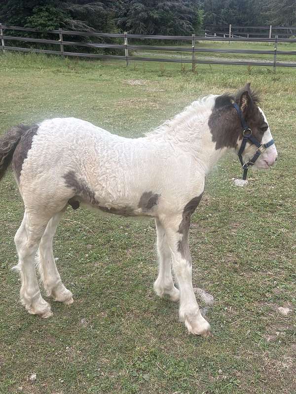 includes-colt