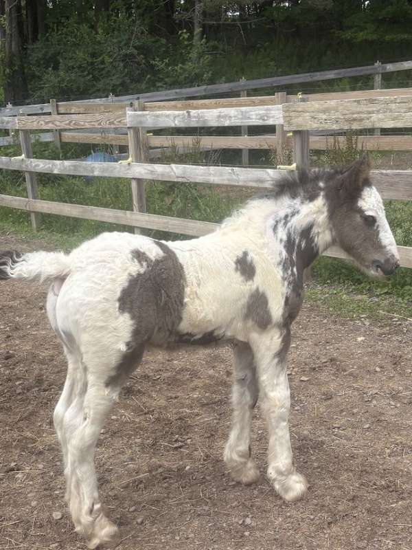 unique-markings-gypsy-vanner-horse