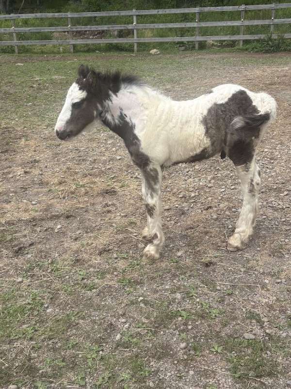 unique-markings-horse