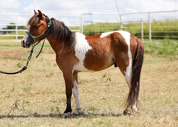 cute-pinto-pony