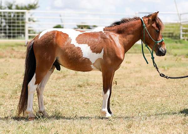 lead-line-pinto-pony