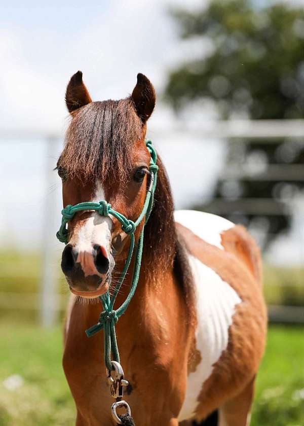 mini-pony