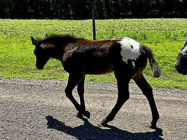 aphc-icaa-colt
